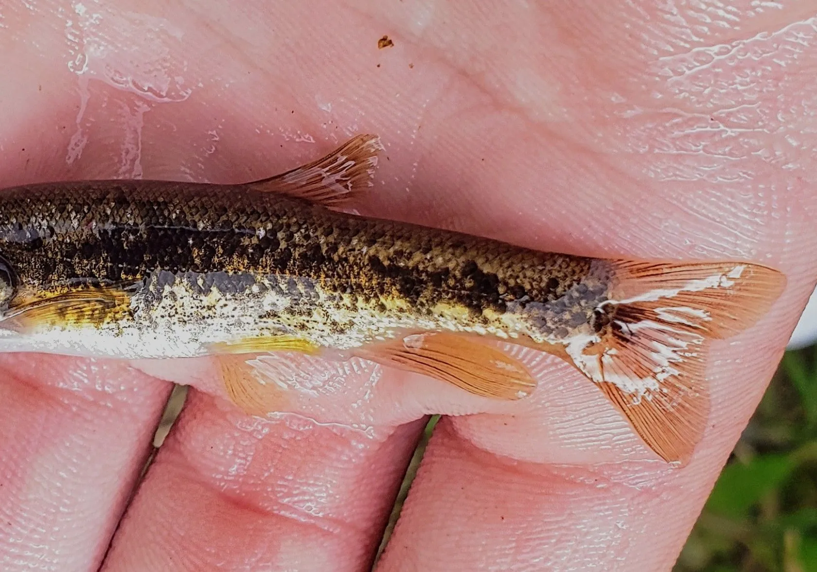 Longnose dace