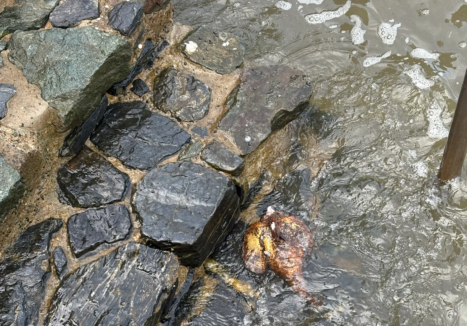 Stonefish