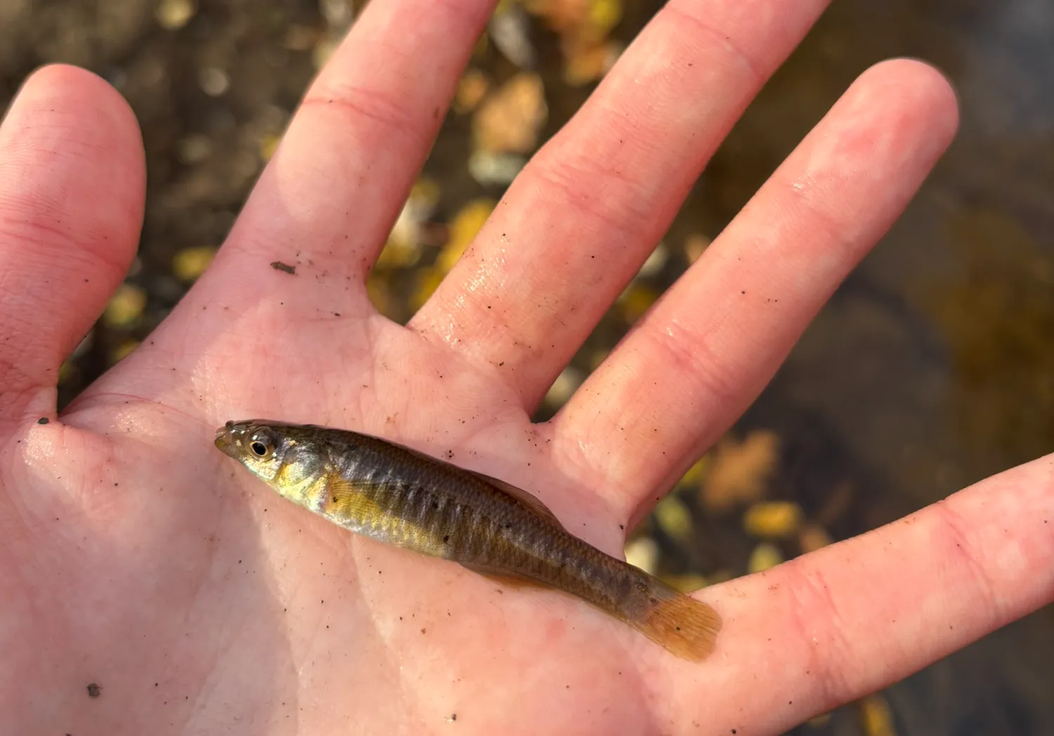 Banded killifish