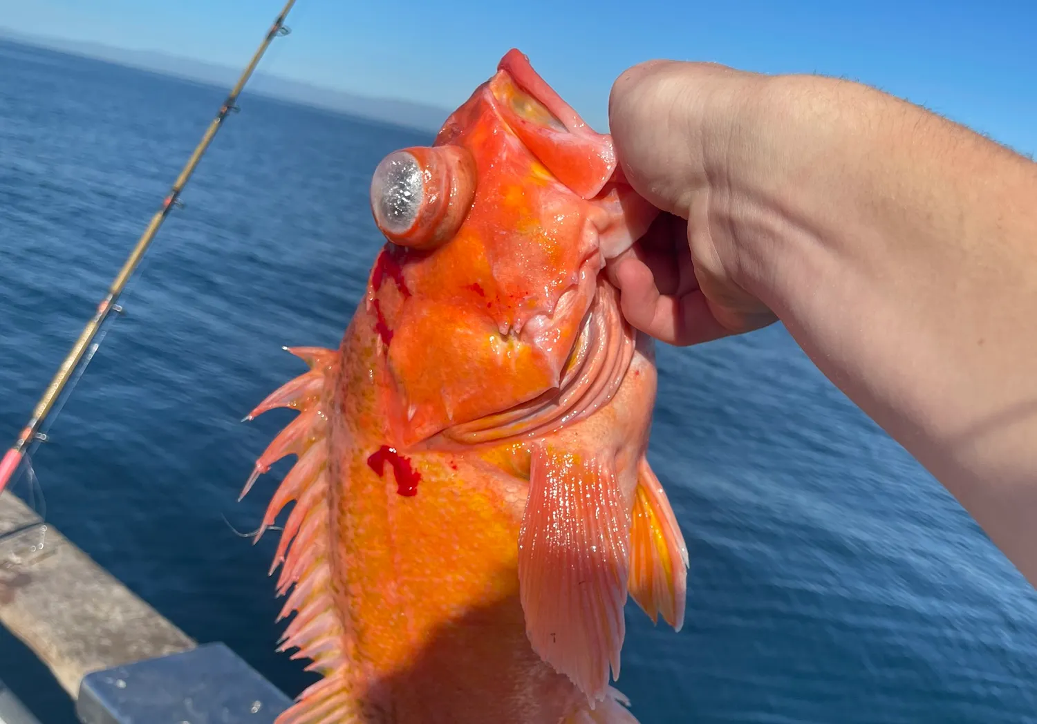 Green blotched rockfish