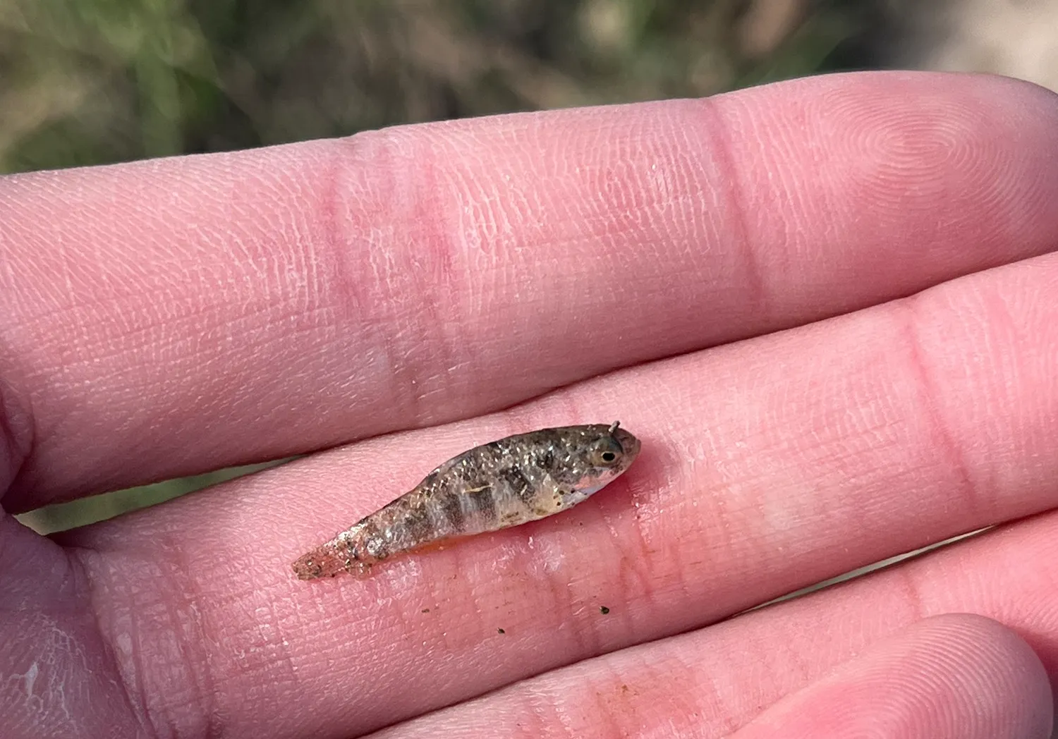 Eurasian minnow