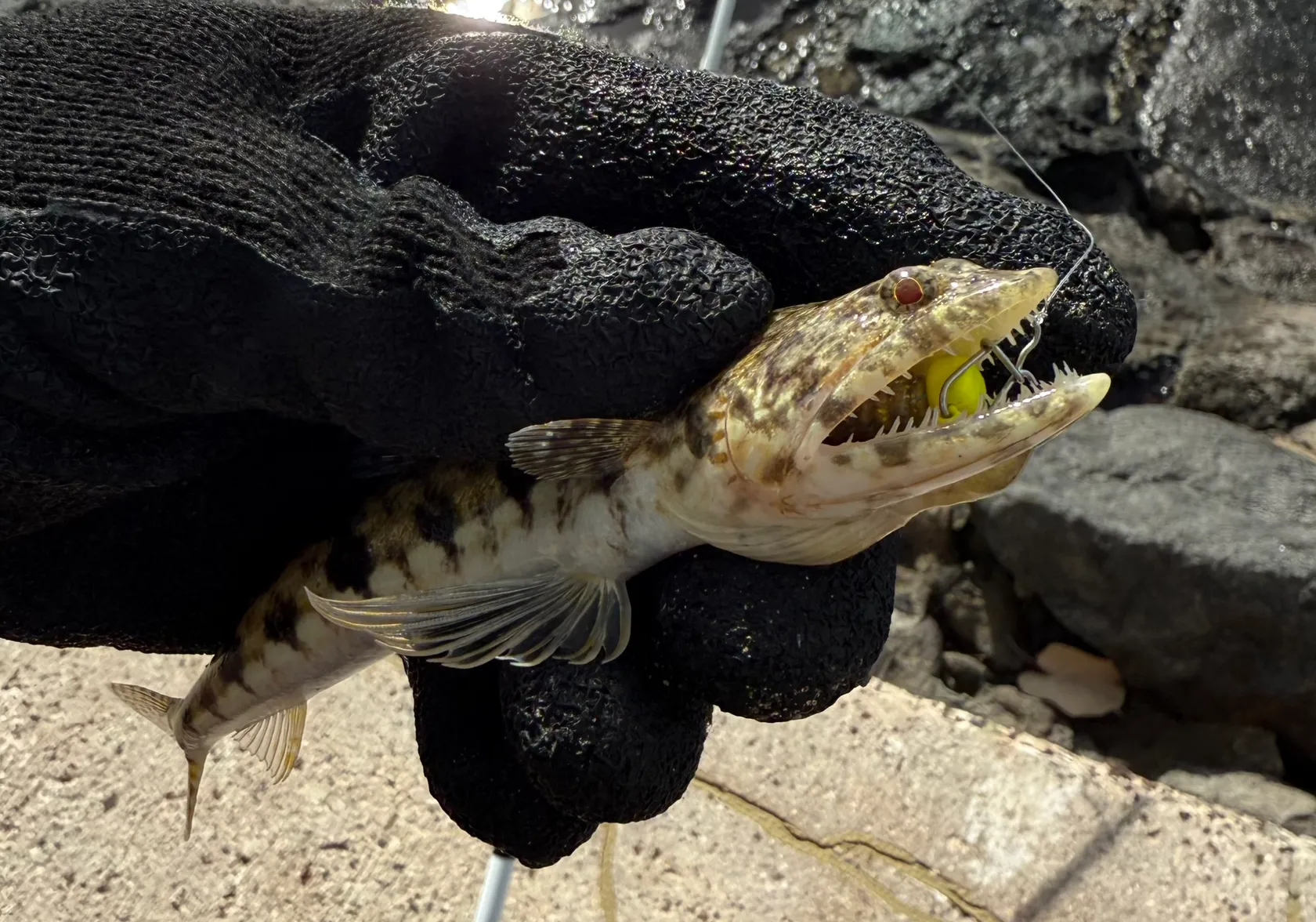 Lighthouse lizardfish