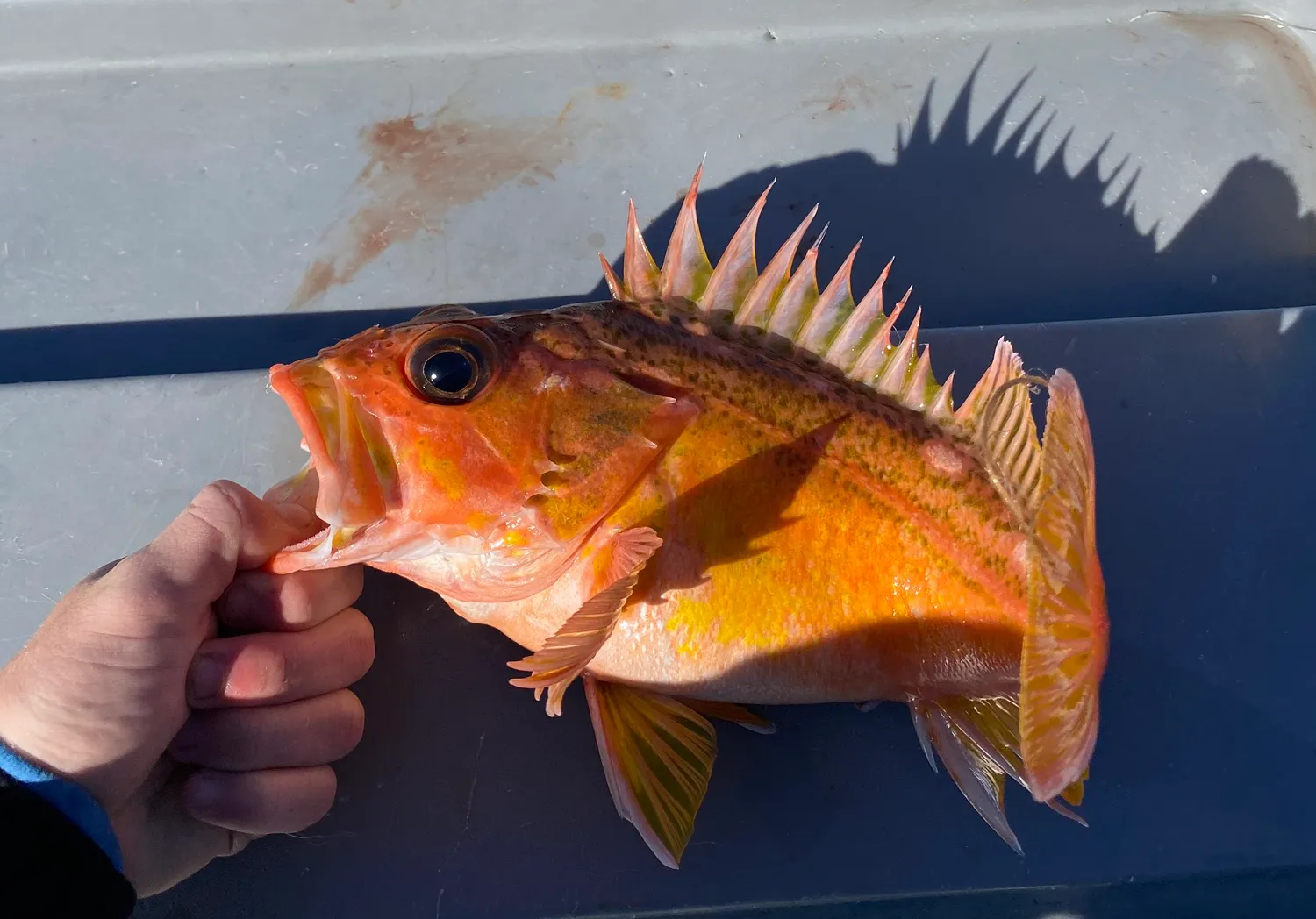 Greenspotted rockfish