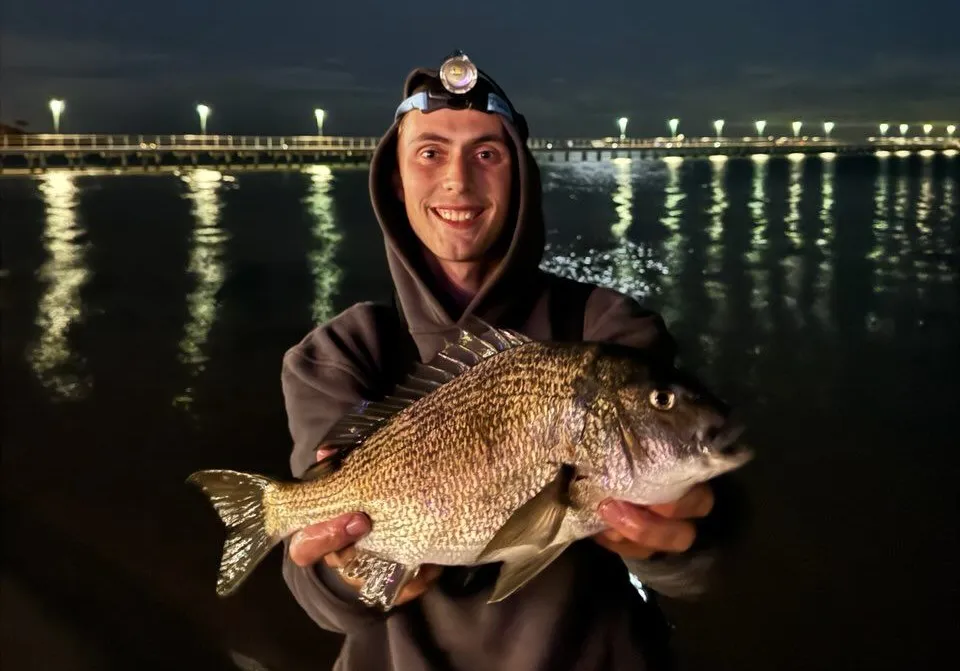 Southern black bream