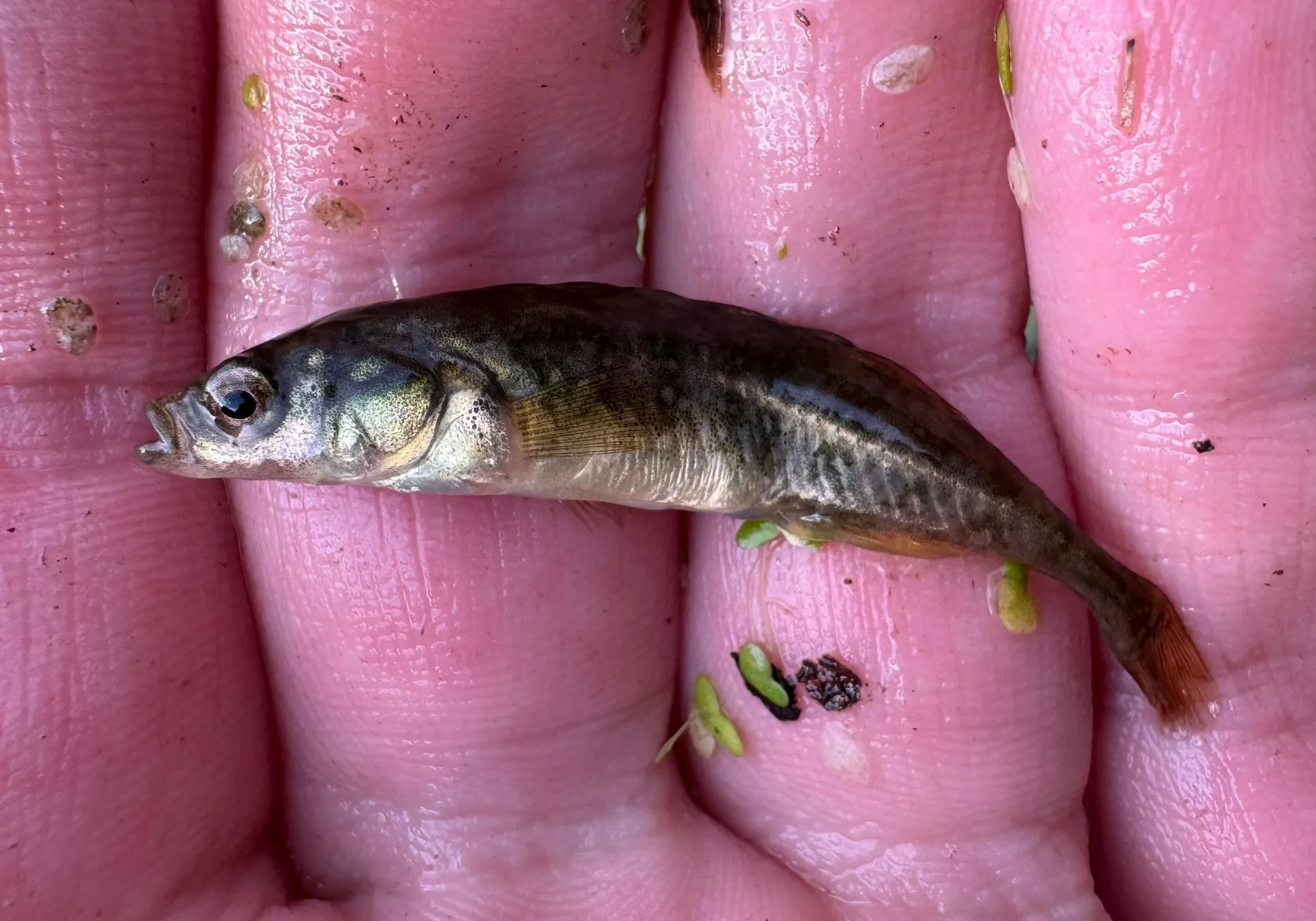 Brook stickleback