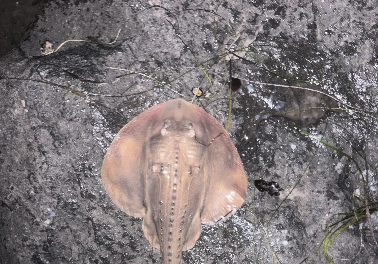 Thornback guitarfish