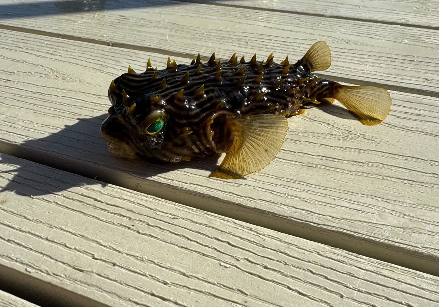 Striped burrfish