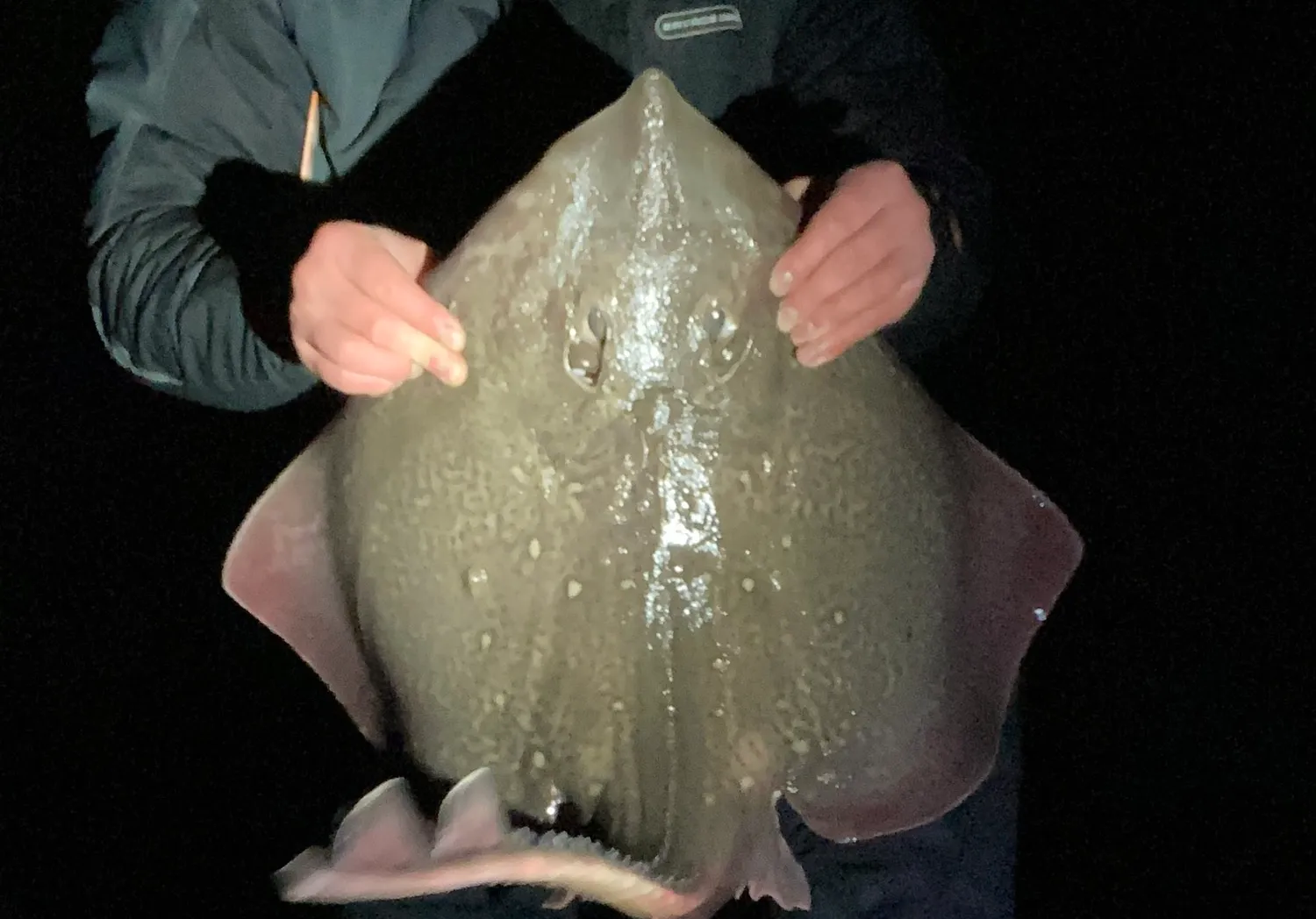 Thornback ray