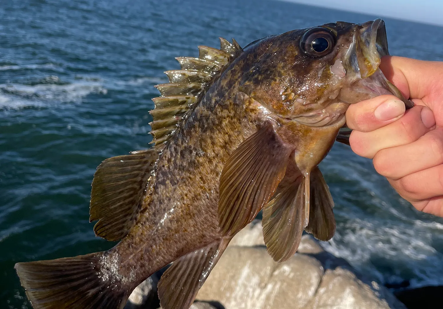 Kelp rockfish