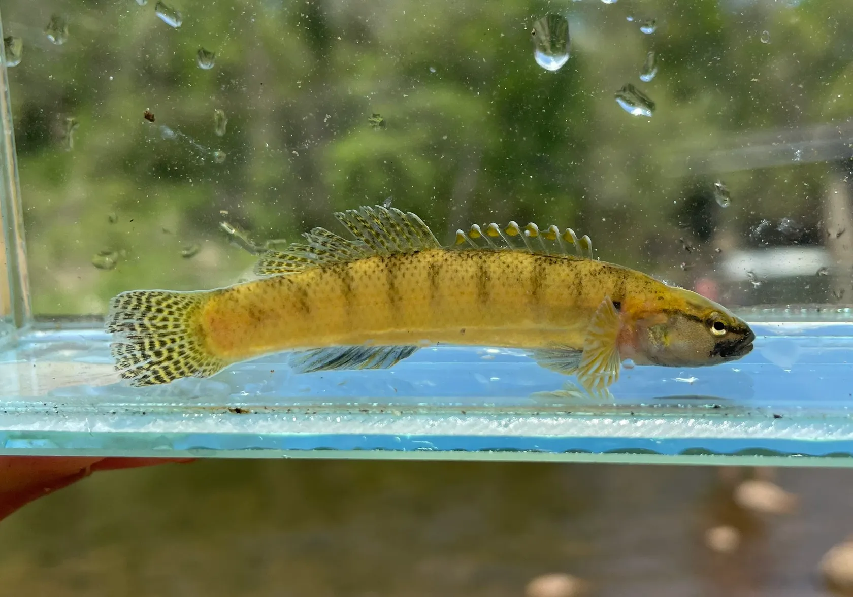 Fantail darter