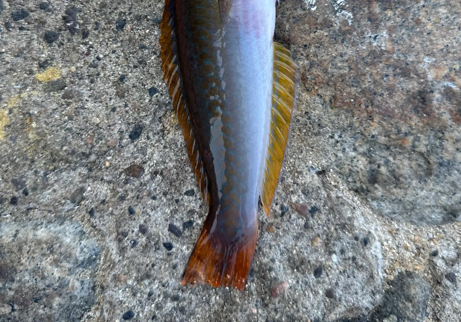 Chameleon wrasse