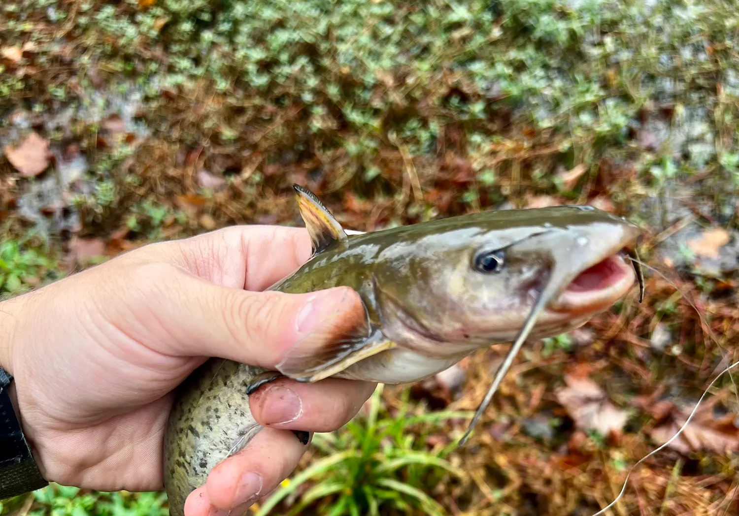 Snail Bullhead