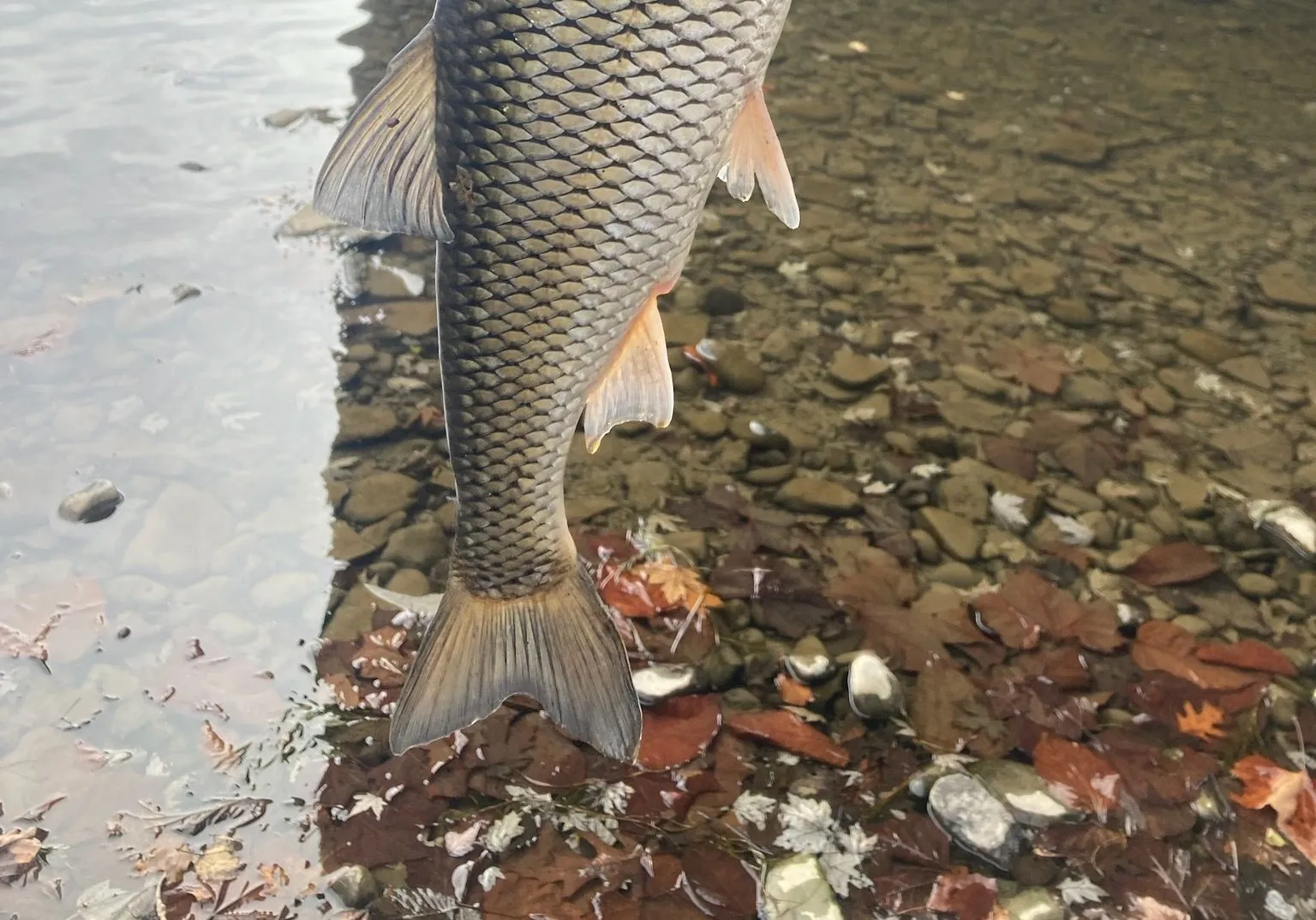 River chub