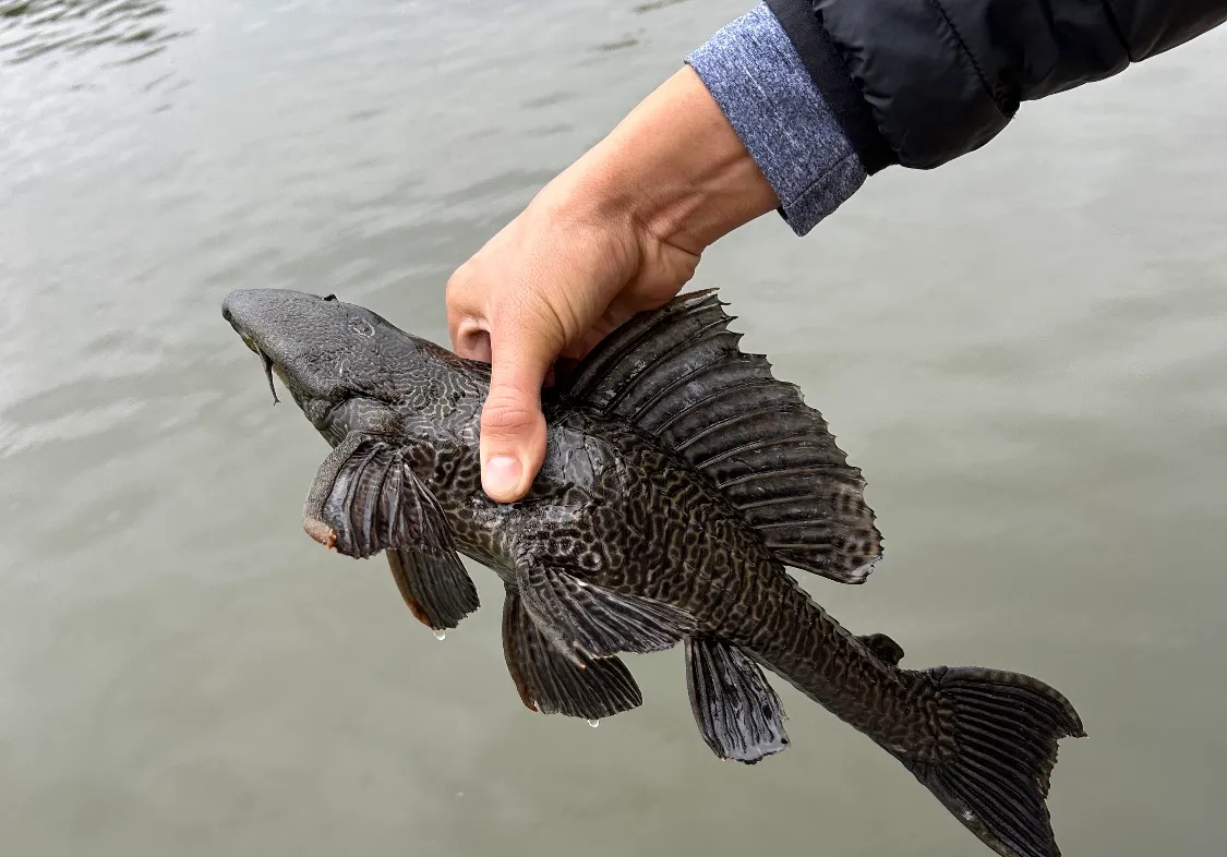 Orinoco sailfin catfish