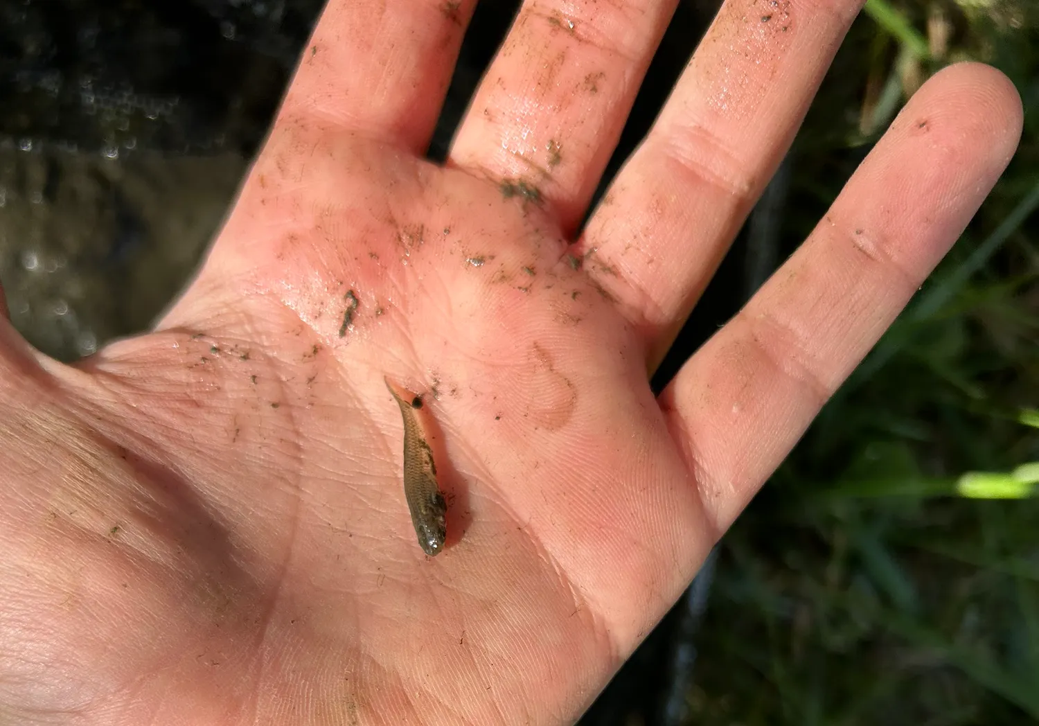 Eastern mosquitofish