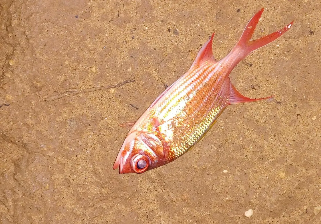 Squirrelfish