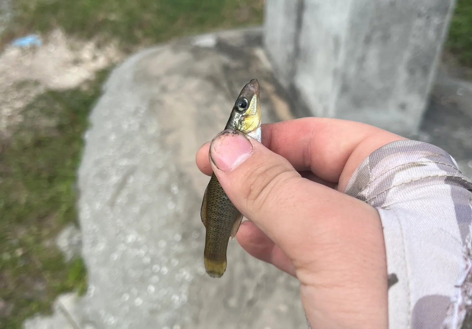 Seminole killifish