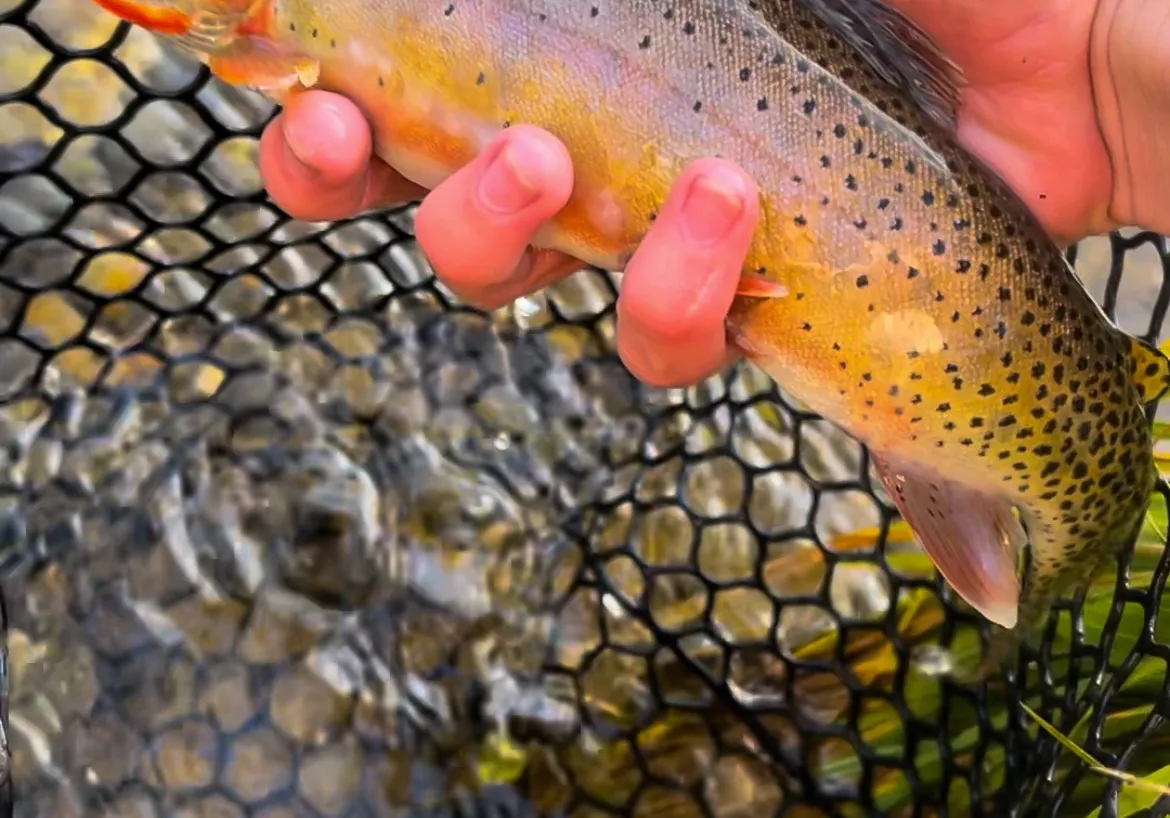 Rio Grande cutthroat trout