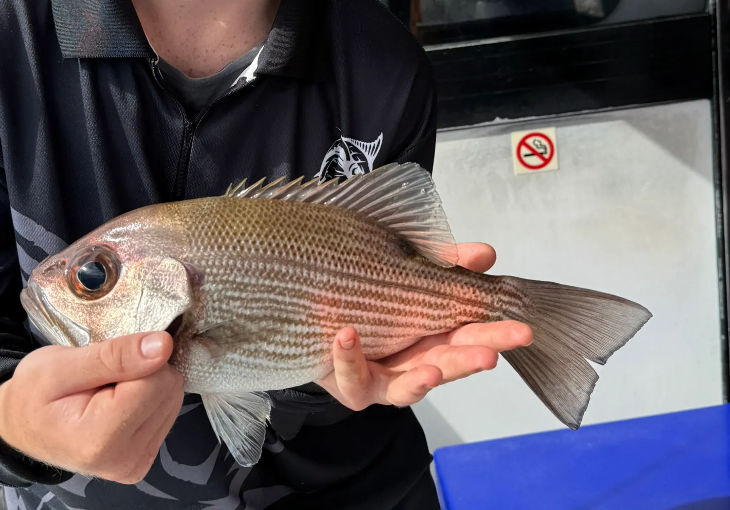 Pearl perch