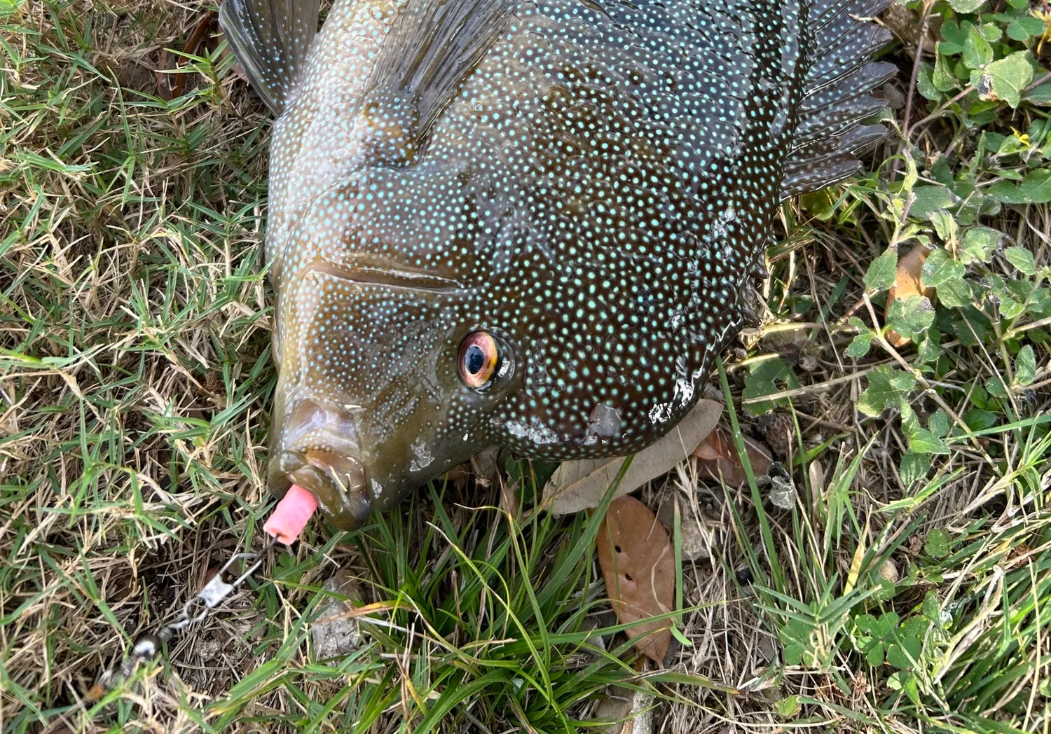 Rio Grande cichlid