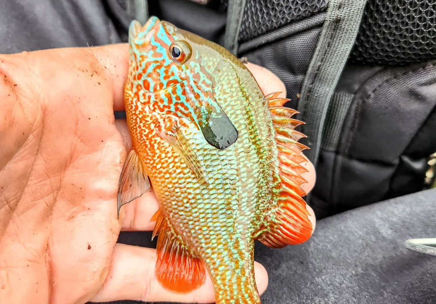 Longear sunfish