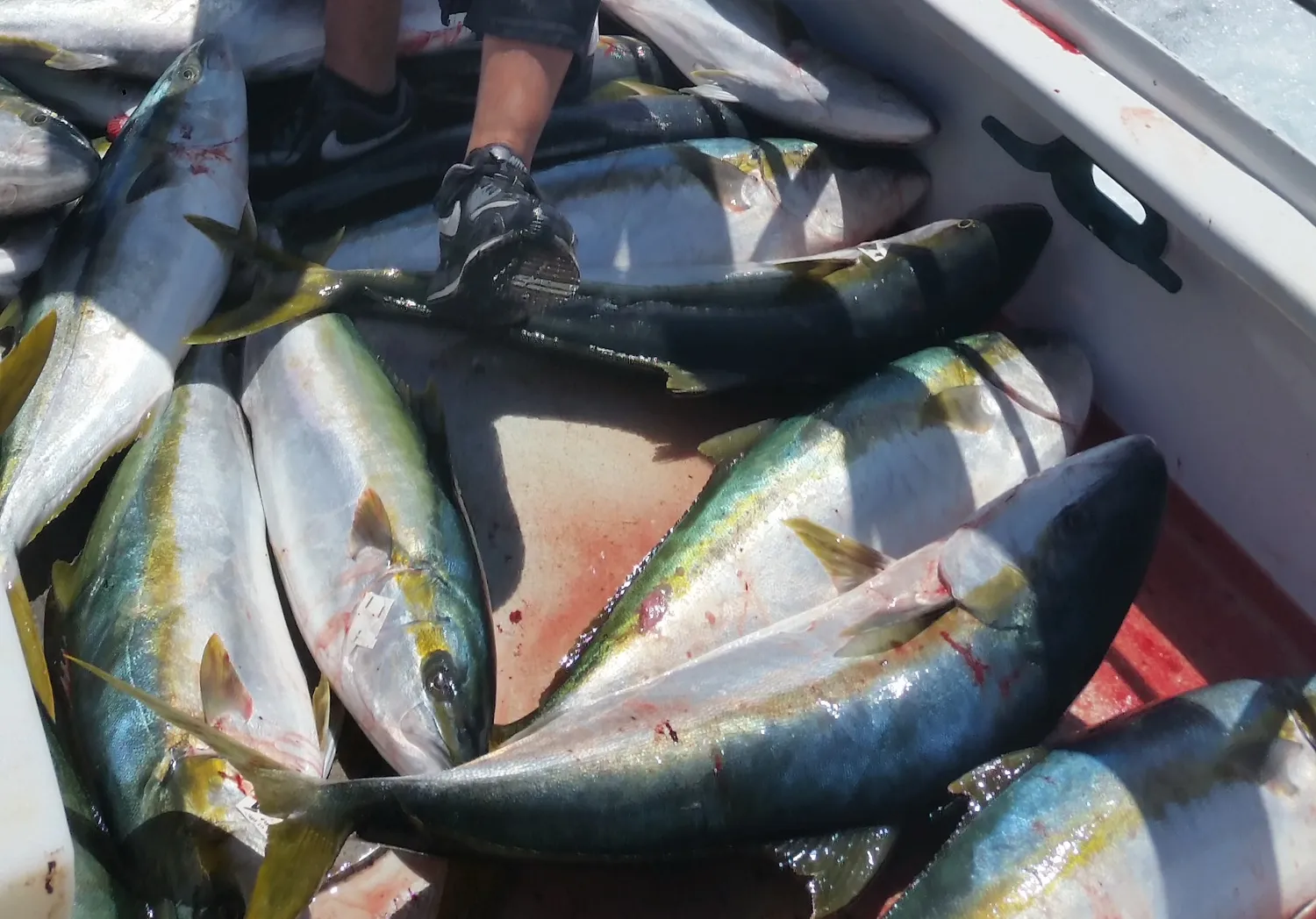 Japanese amberjack