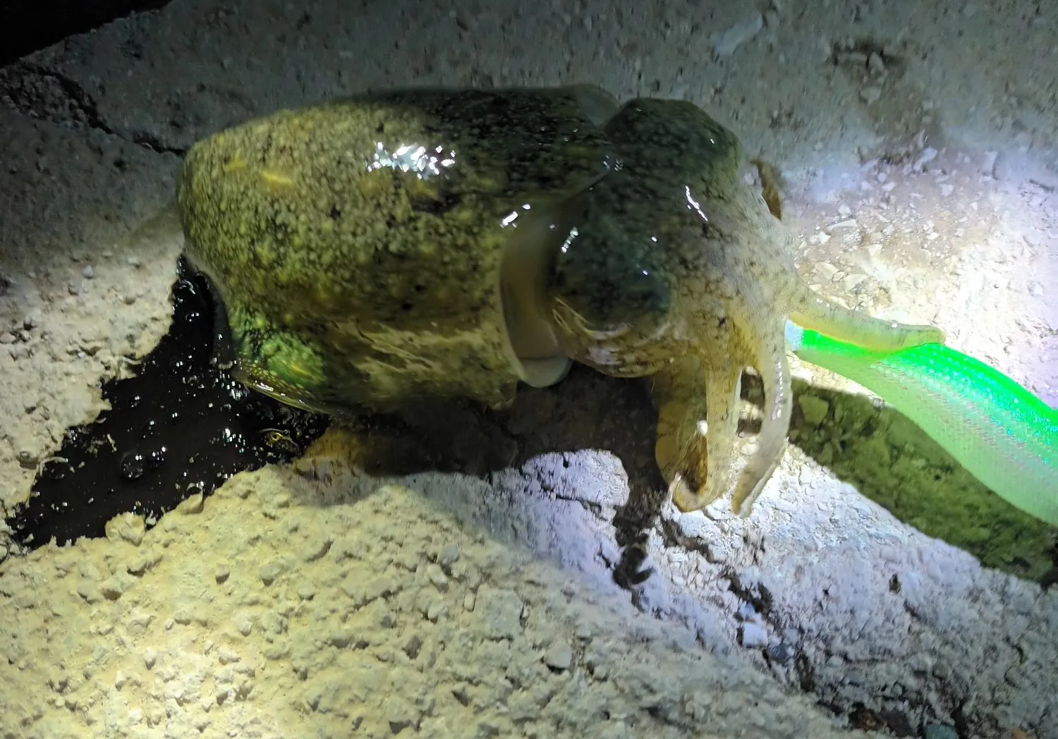 Common cuttlefish