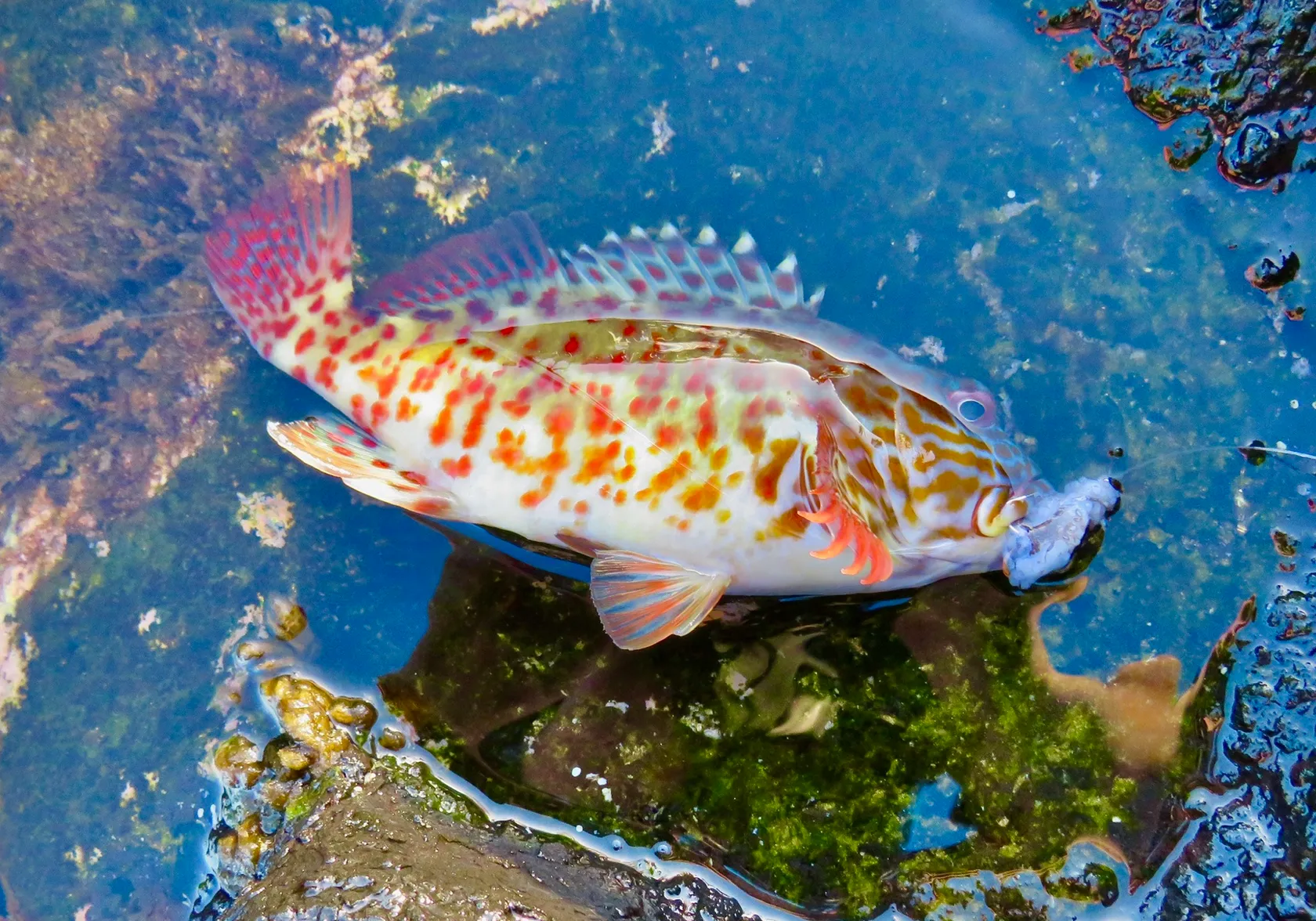 Stocky hawkfish