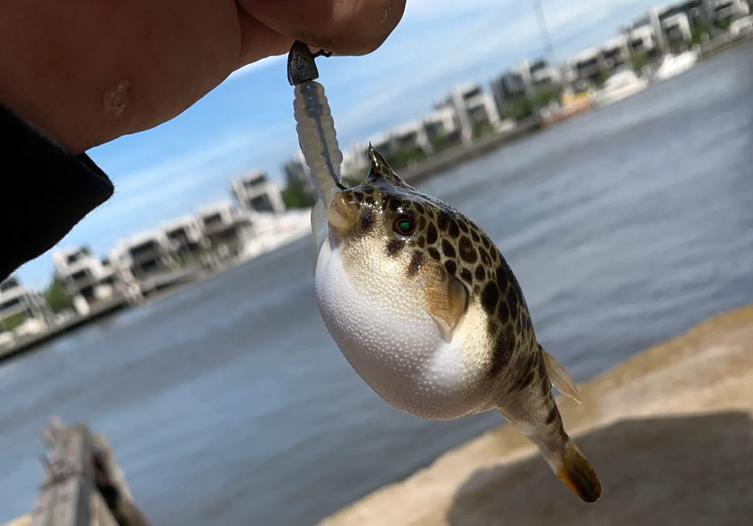 Common toadfish