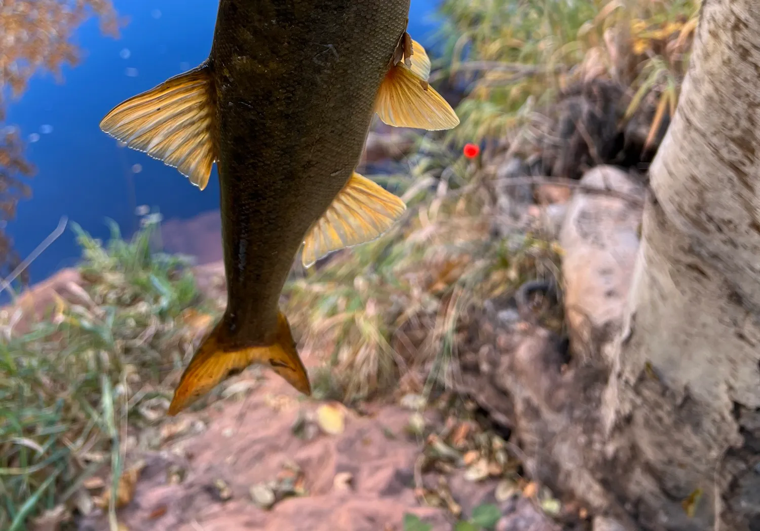 Roundtail chub