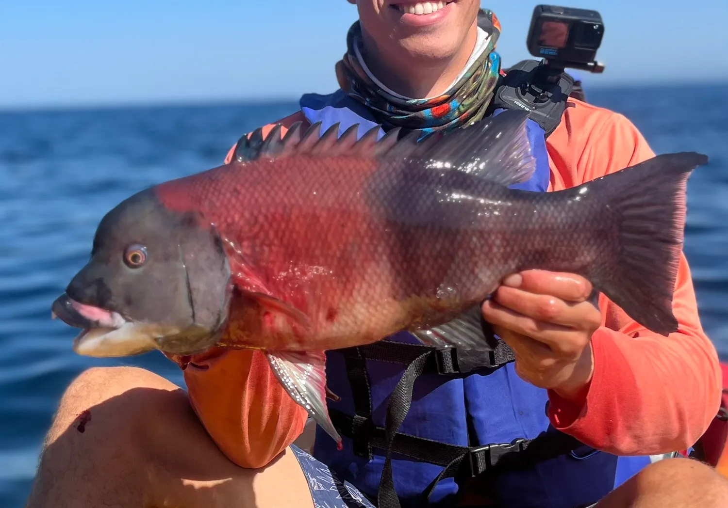 California sheephead