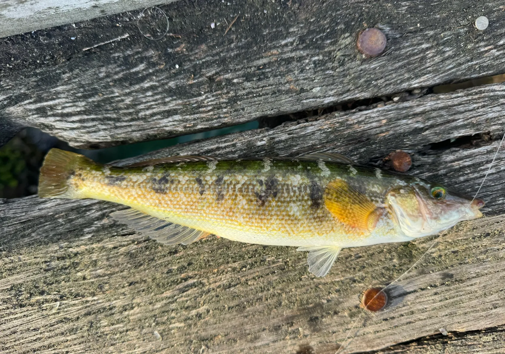 Blue weed whiting