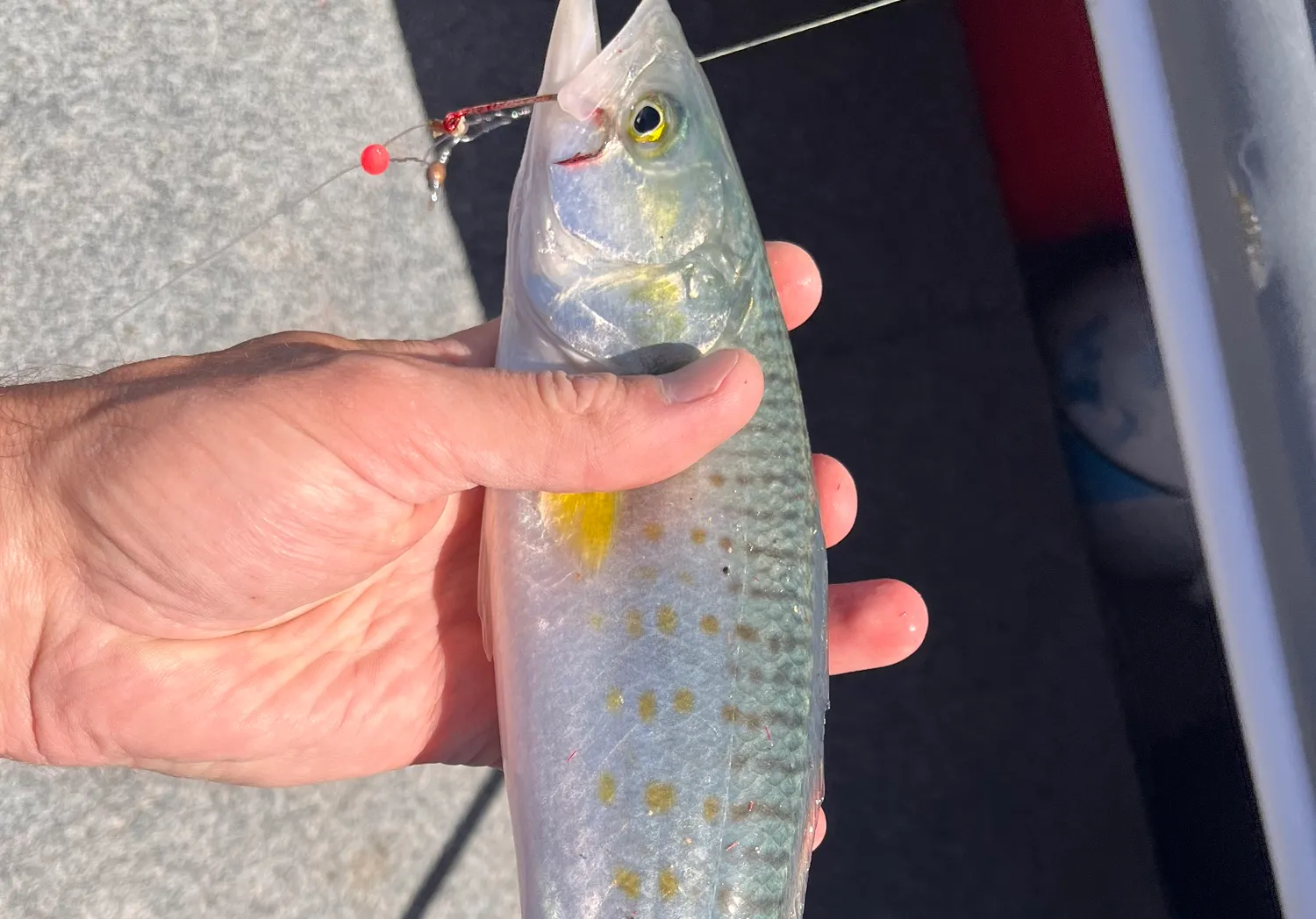 King George whiting