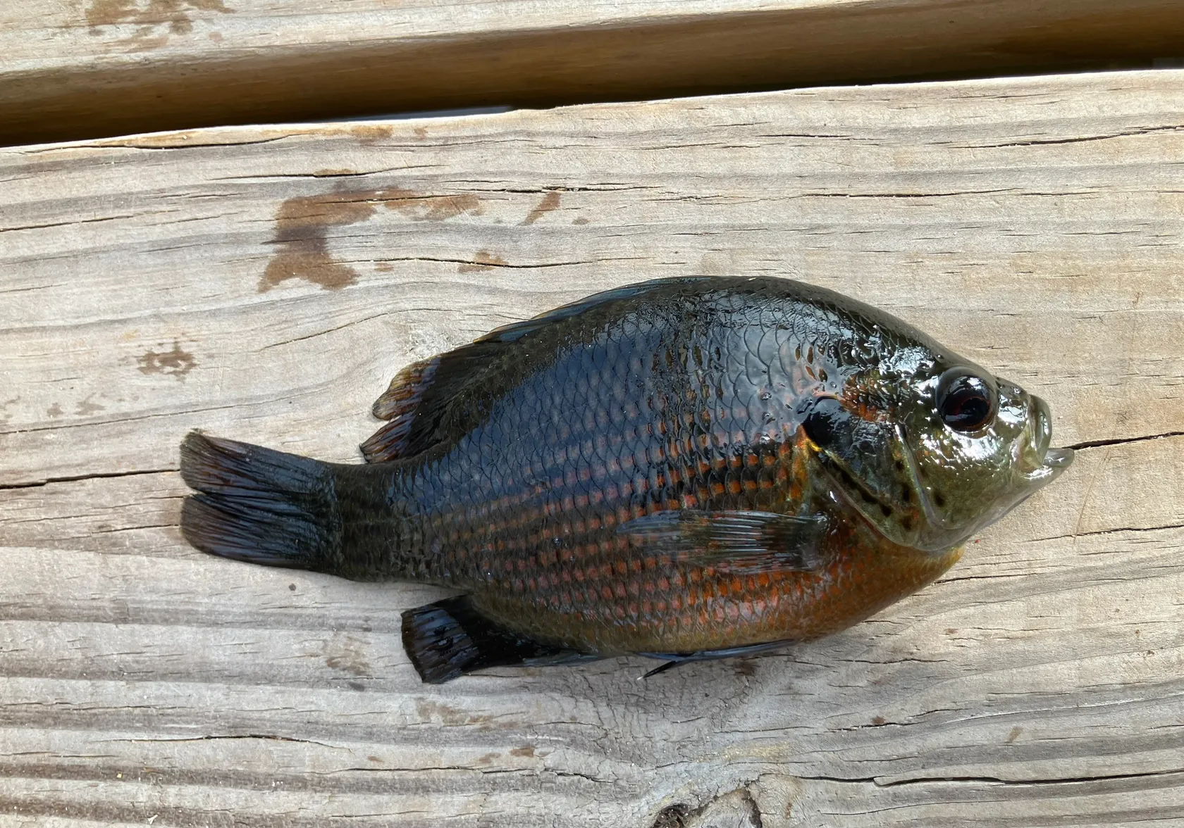 Redspotted sunfish