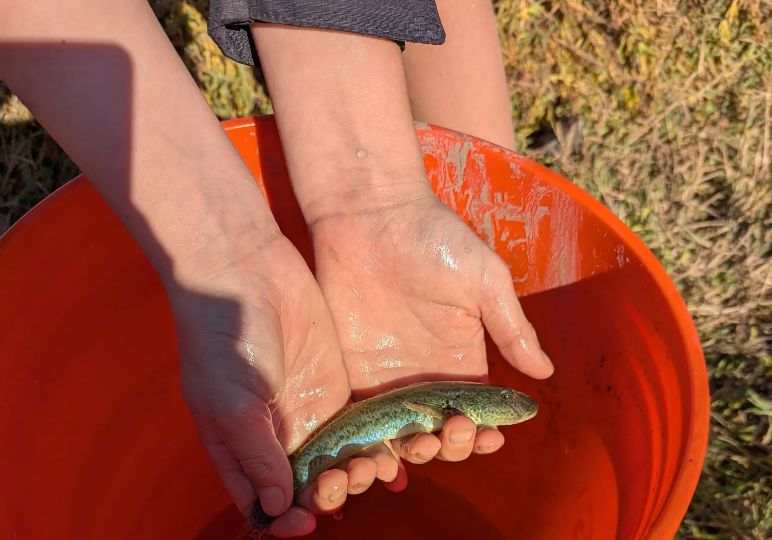 Yellowfin goby