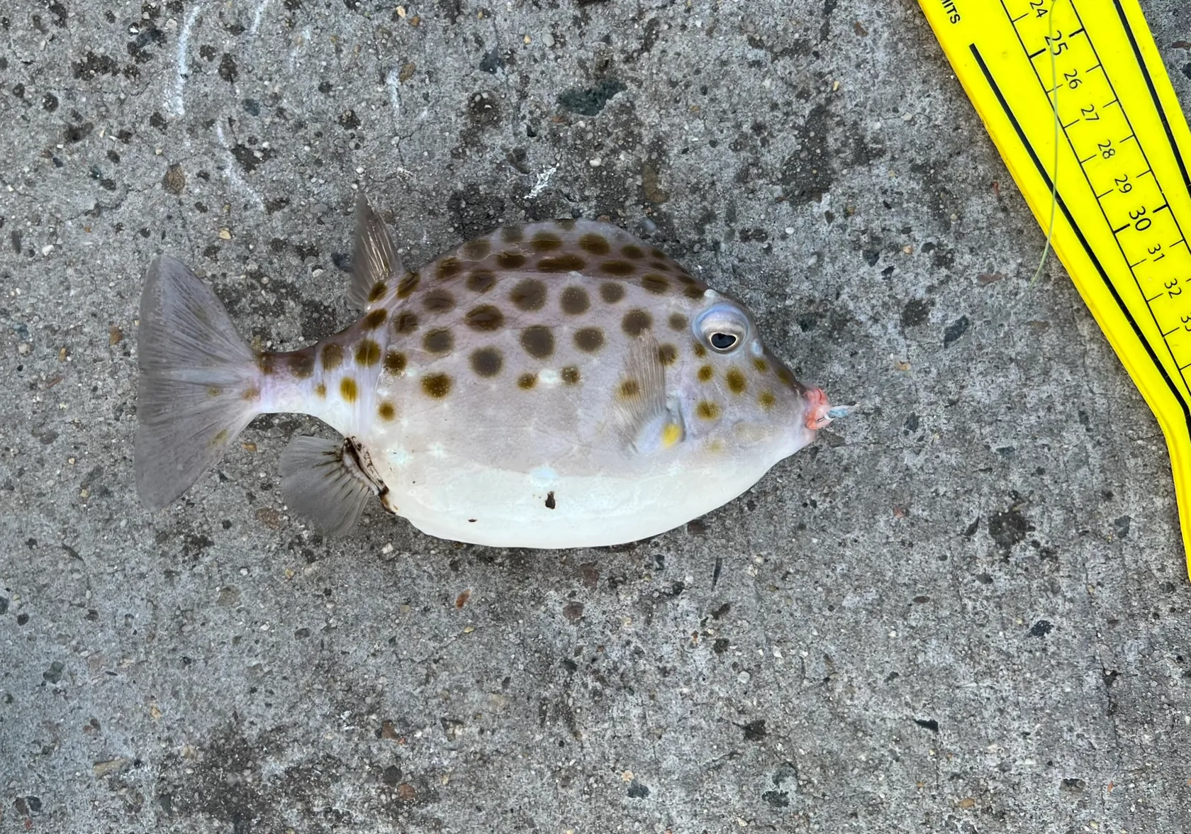 Western smooth boxfish