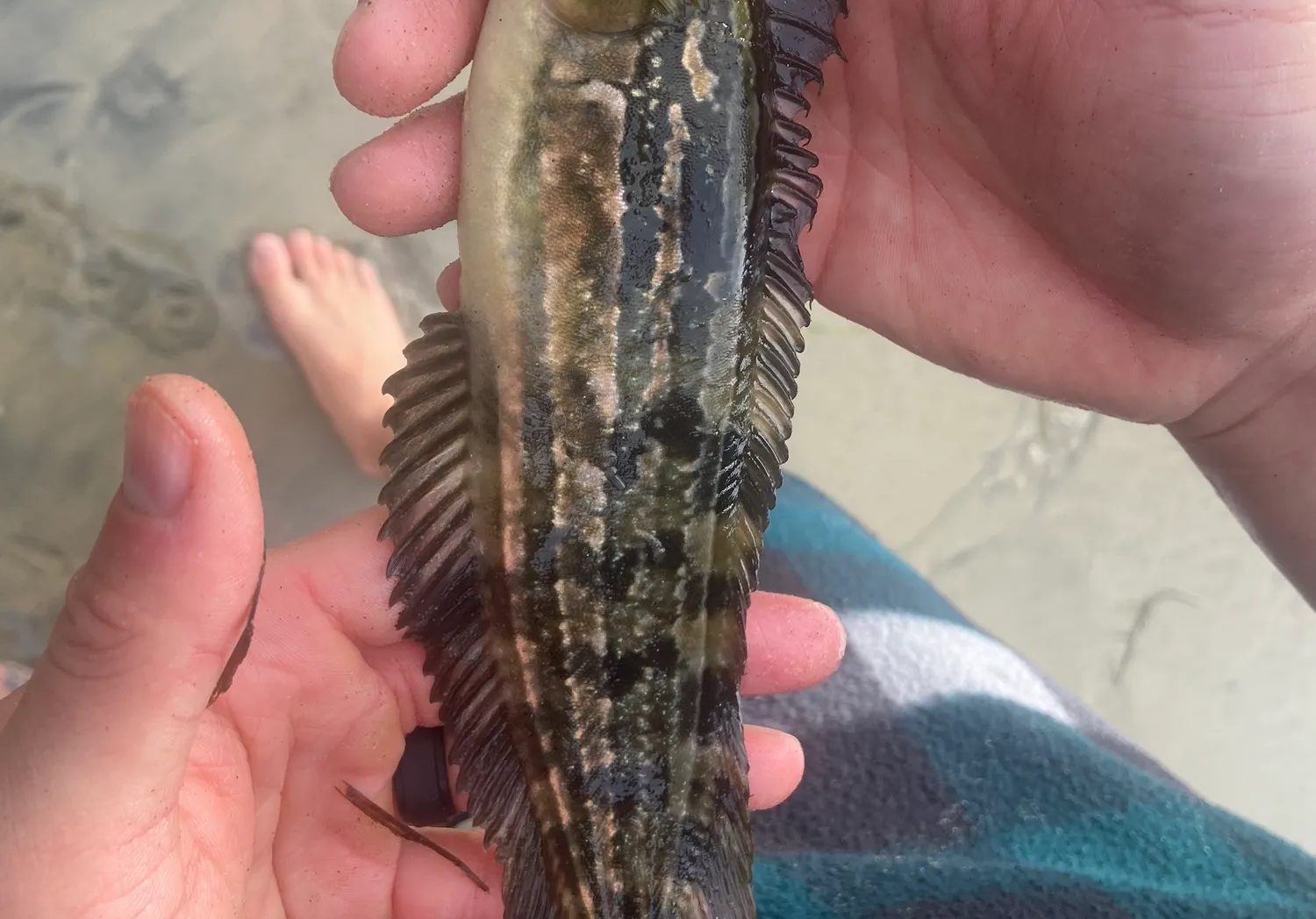 Giant kelpfish