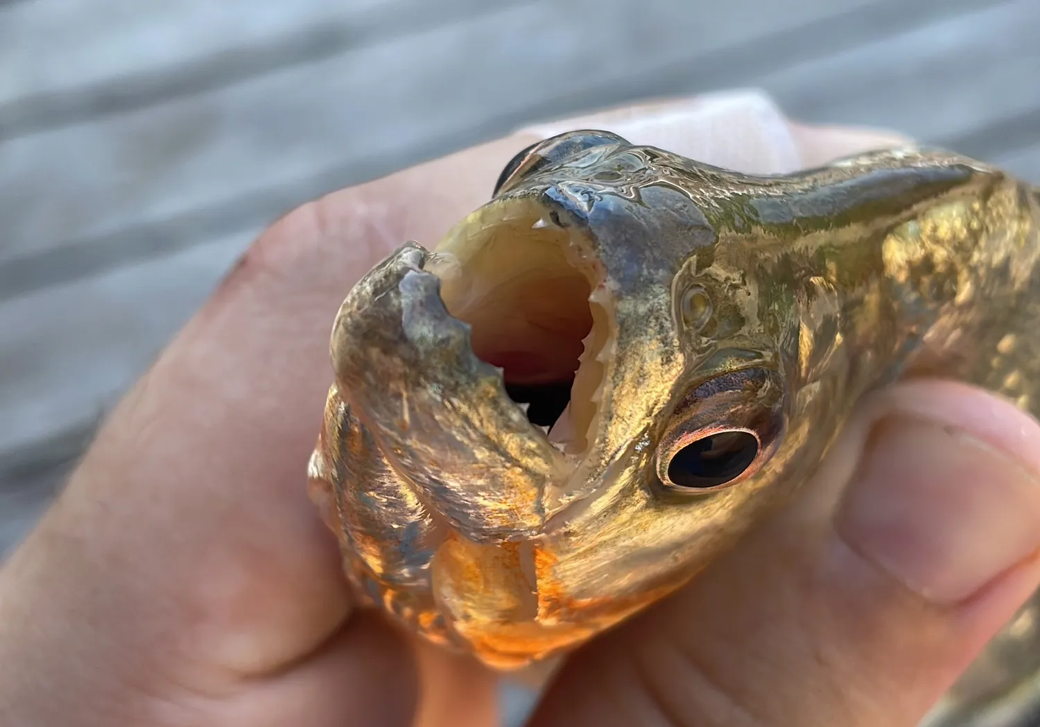 Red-bellied piranha