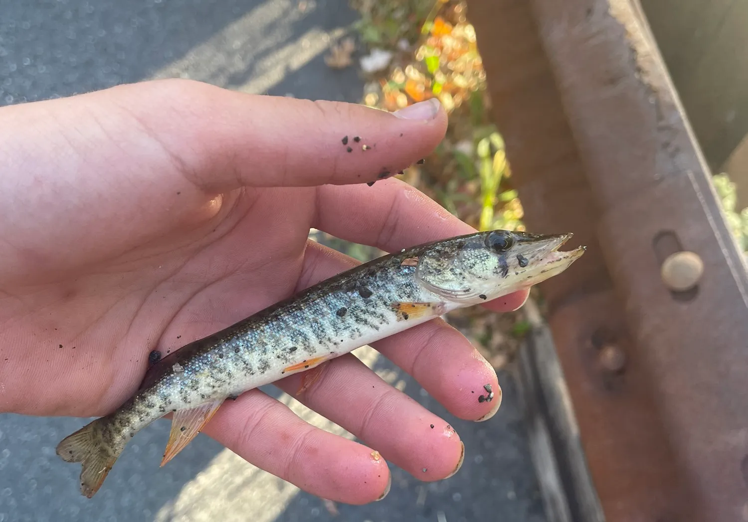 Redfin pickerel