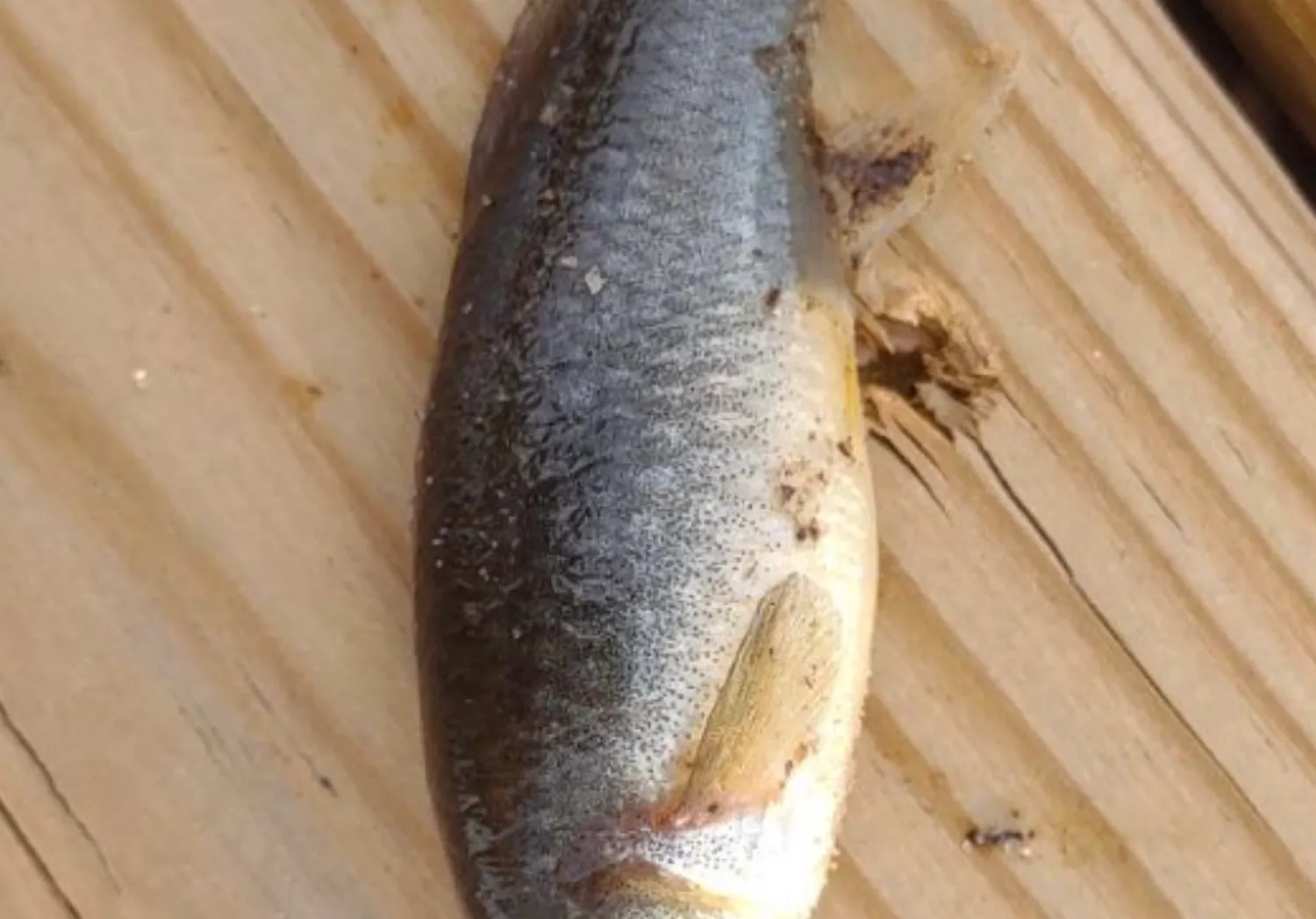 Mummichog