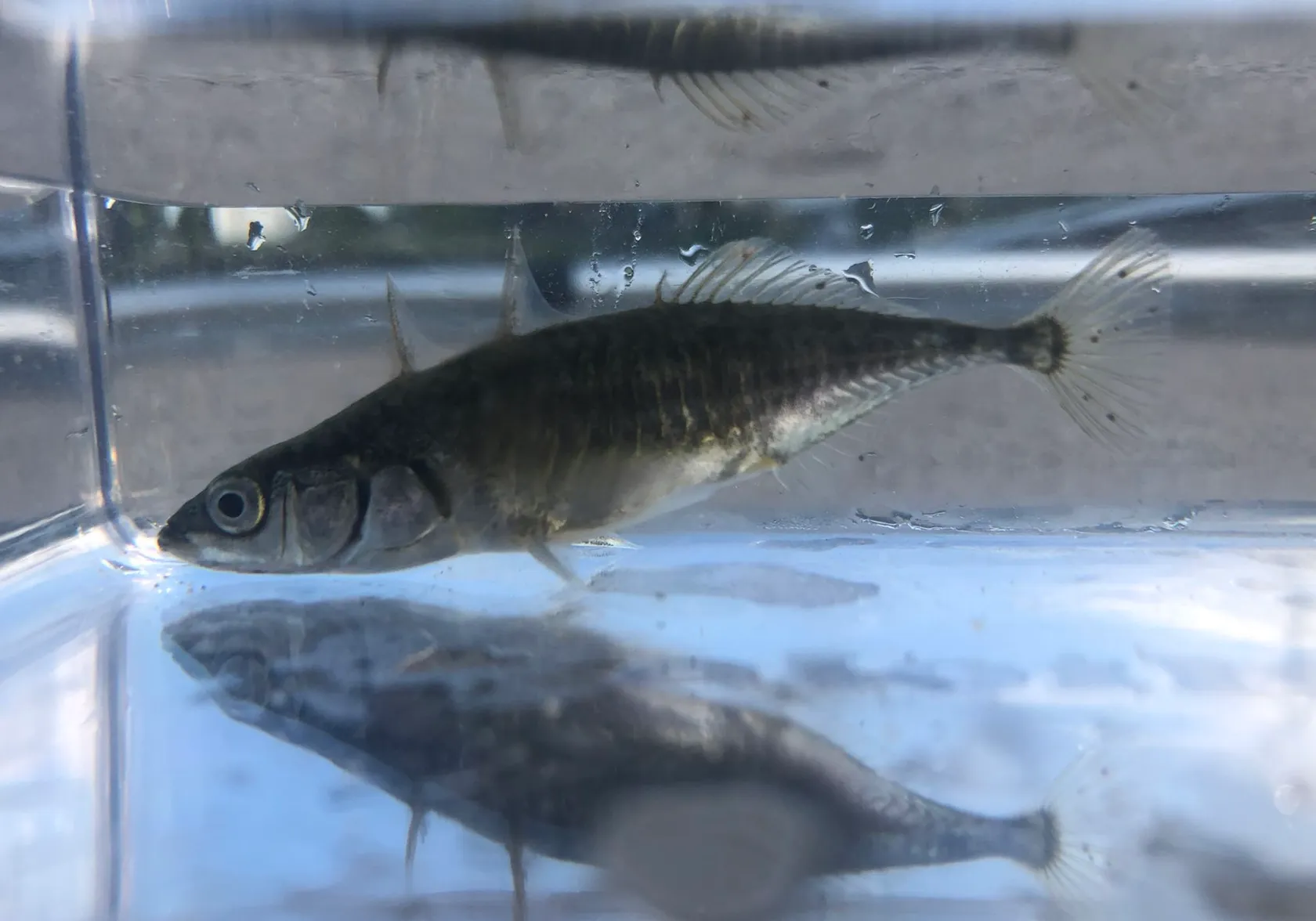 Three-spined stickleback