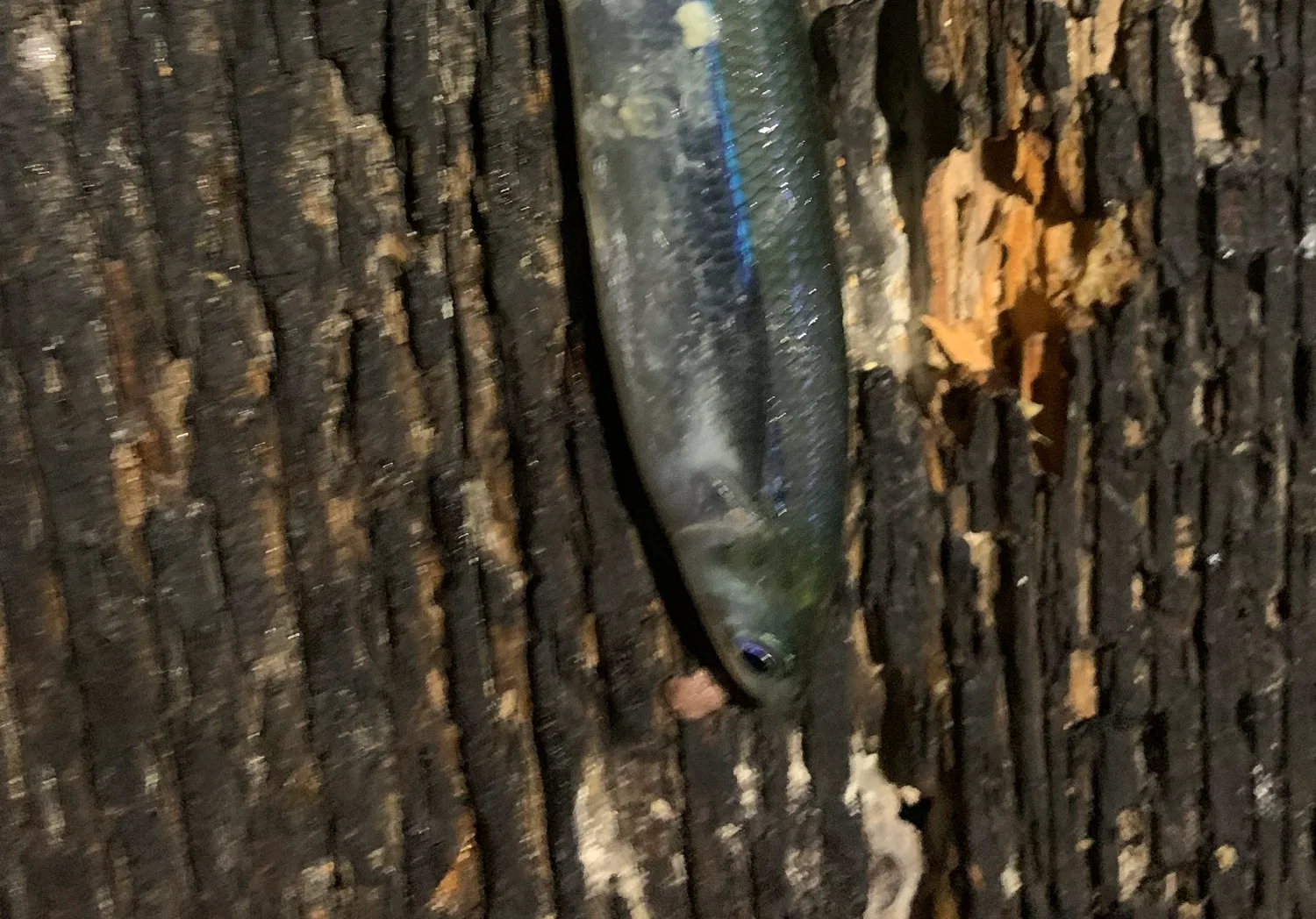 Round sardinella