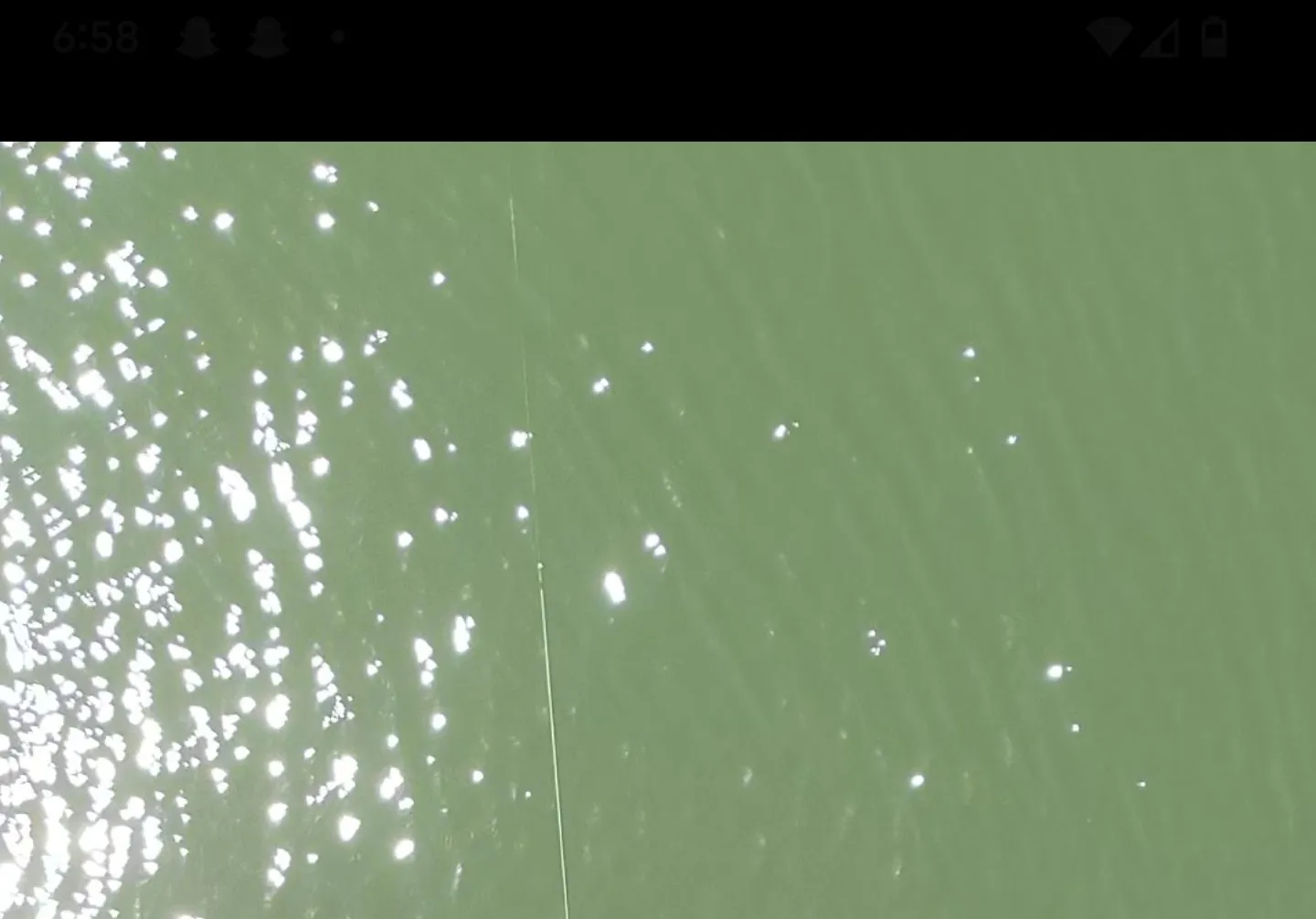 Short-tail stingray