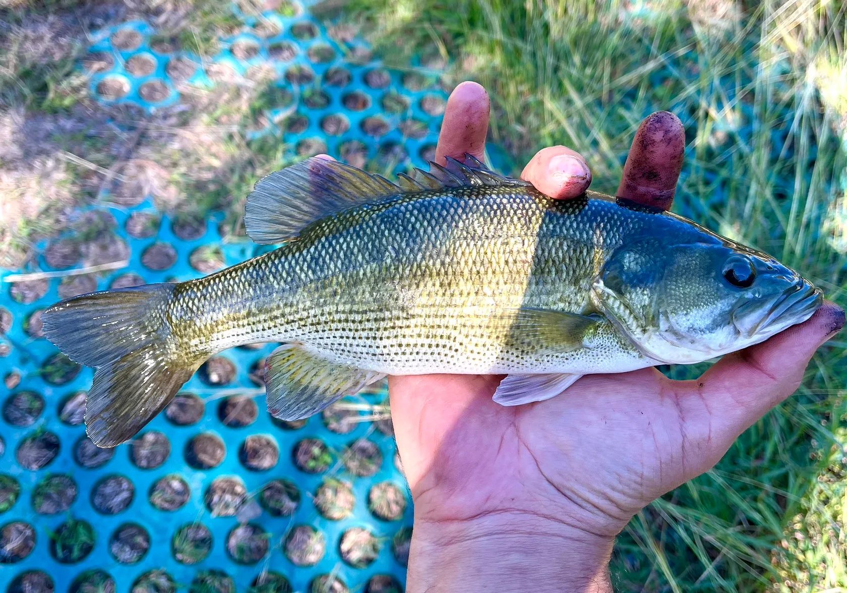 Guadalupe bass