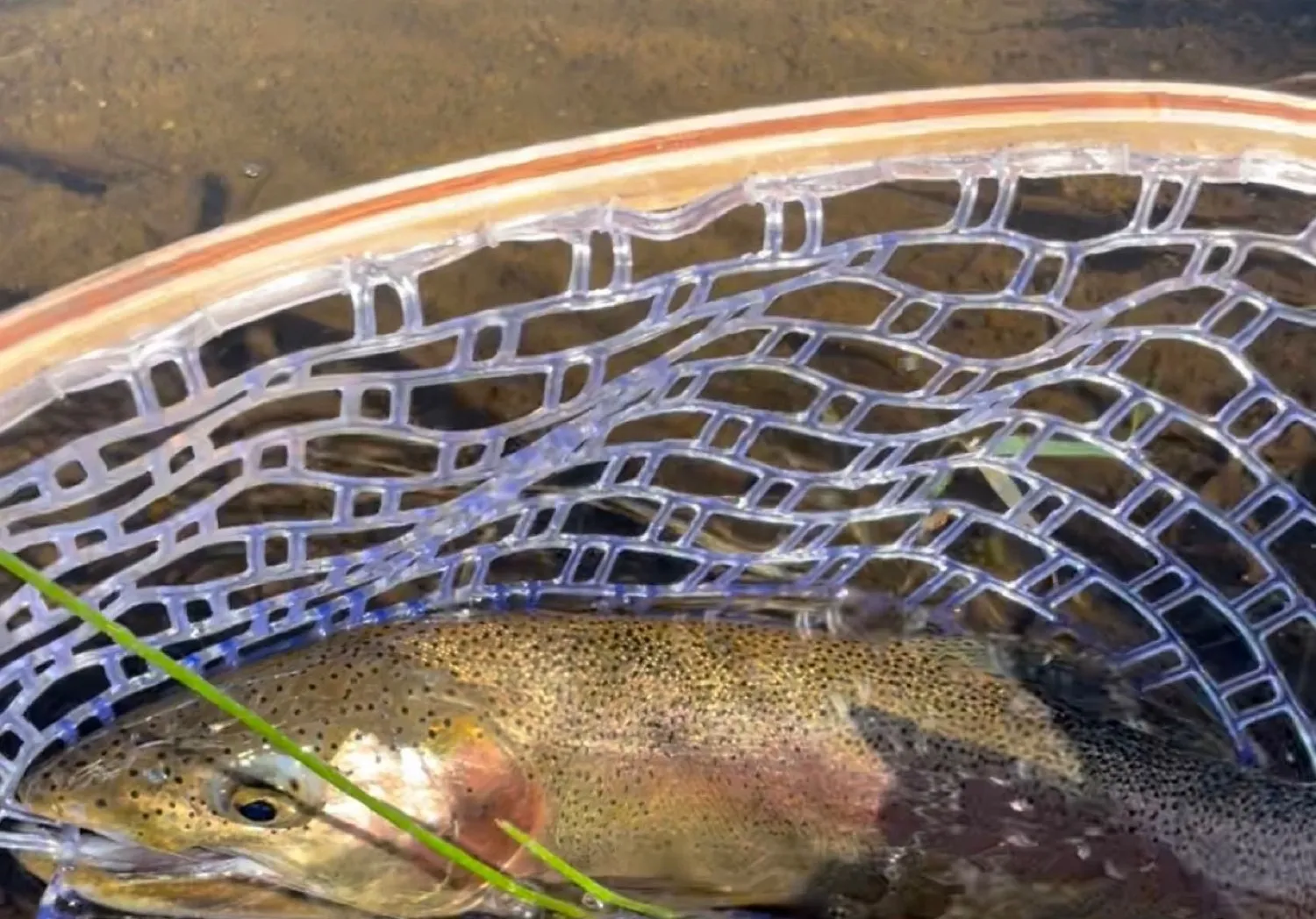 Lahontan cutthroat trout