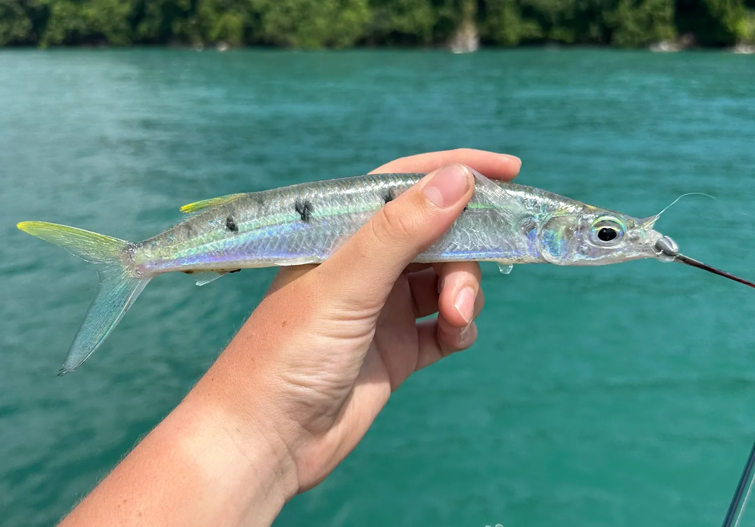 Blackbarred halfbeak