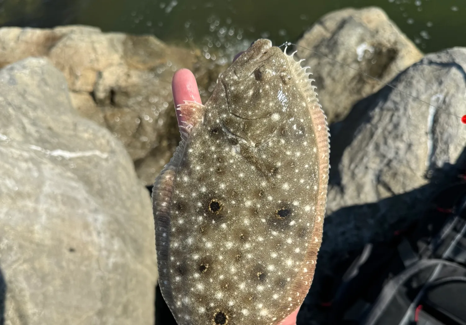 Gulf flounder