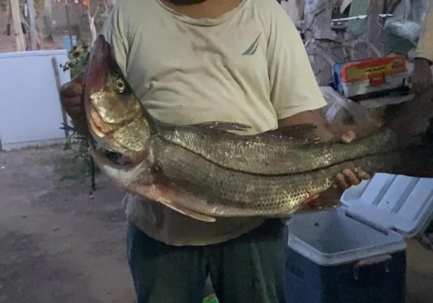 White snook