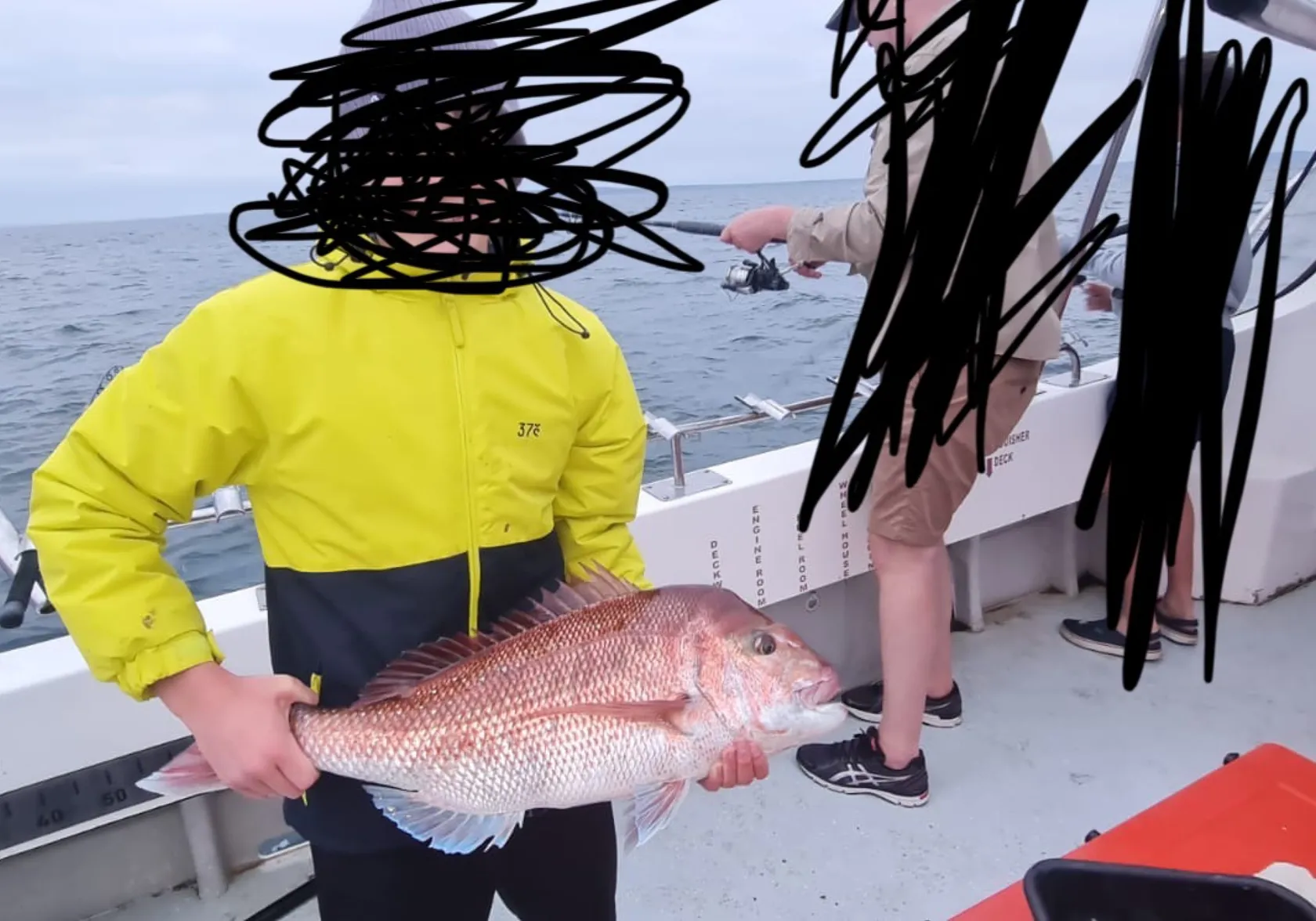 Australasian snapper