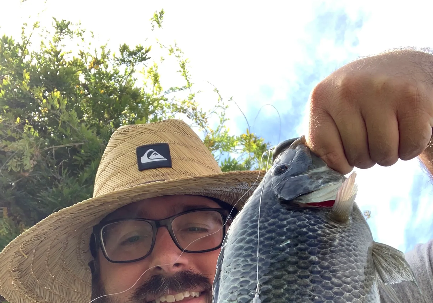 Mozambique tilapia